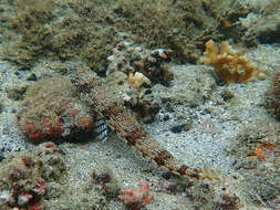 Image of lizardfish