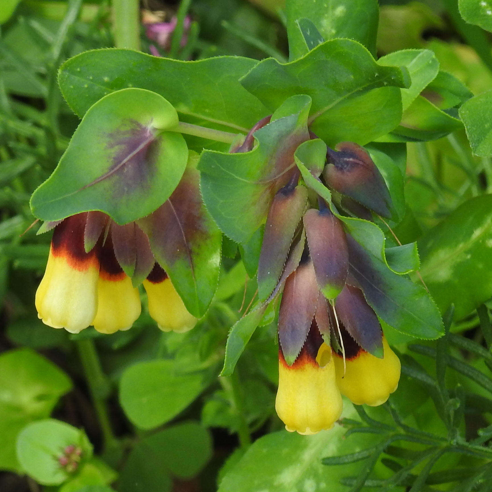 Image of honeywort