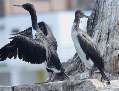 Image of Guanay Cormorant