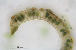 Plancia ëd Paraleucobryum longifolium Loeske 1908