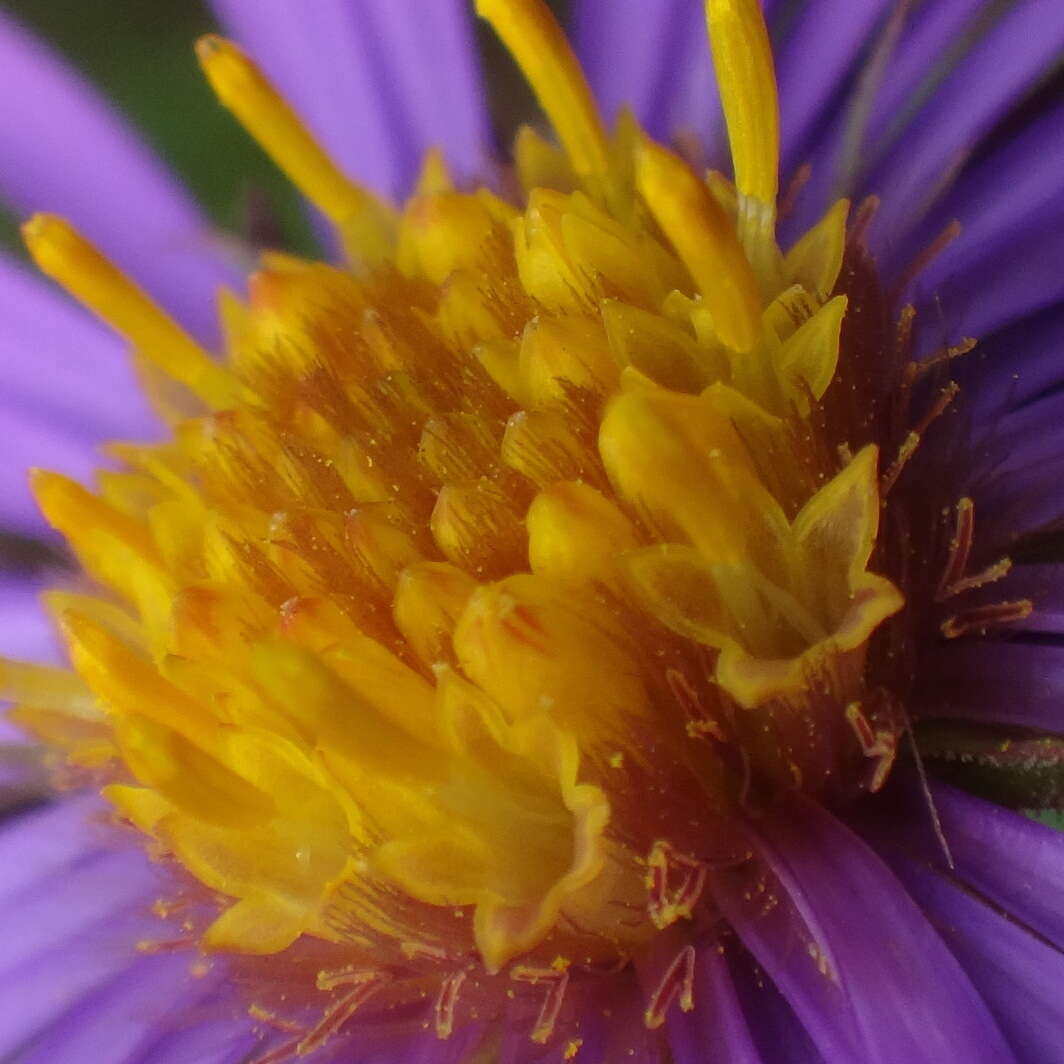 Image of Michaelmas daisy