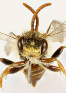 Image of Nomada ruficornis (Linnaeus 1758)