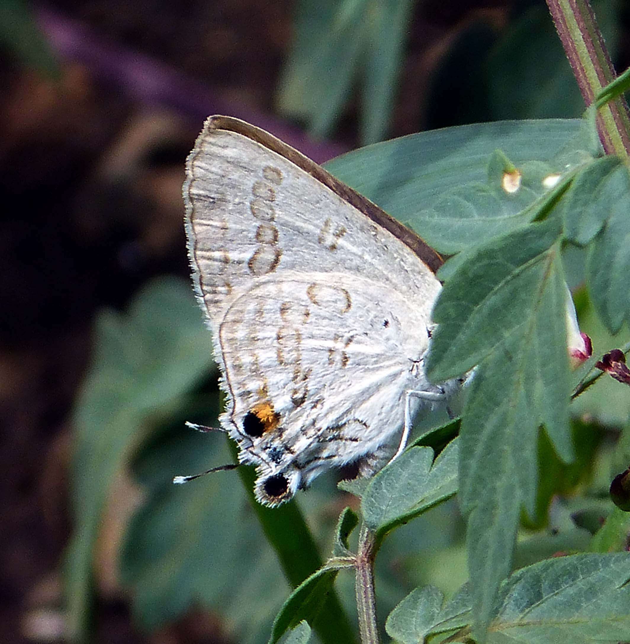 Image of Deudorix antalus (Hopffer 1855)