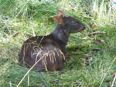 Image of Pudú