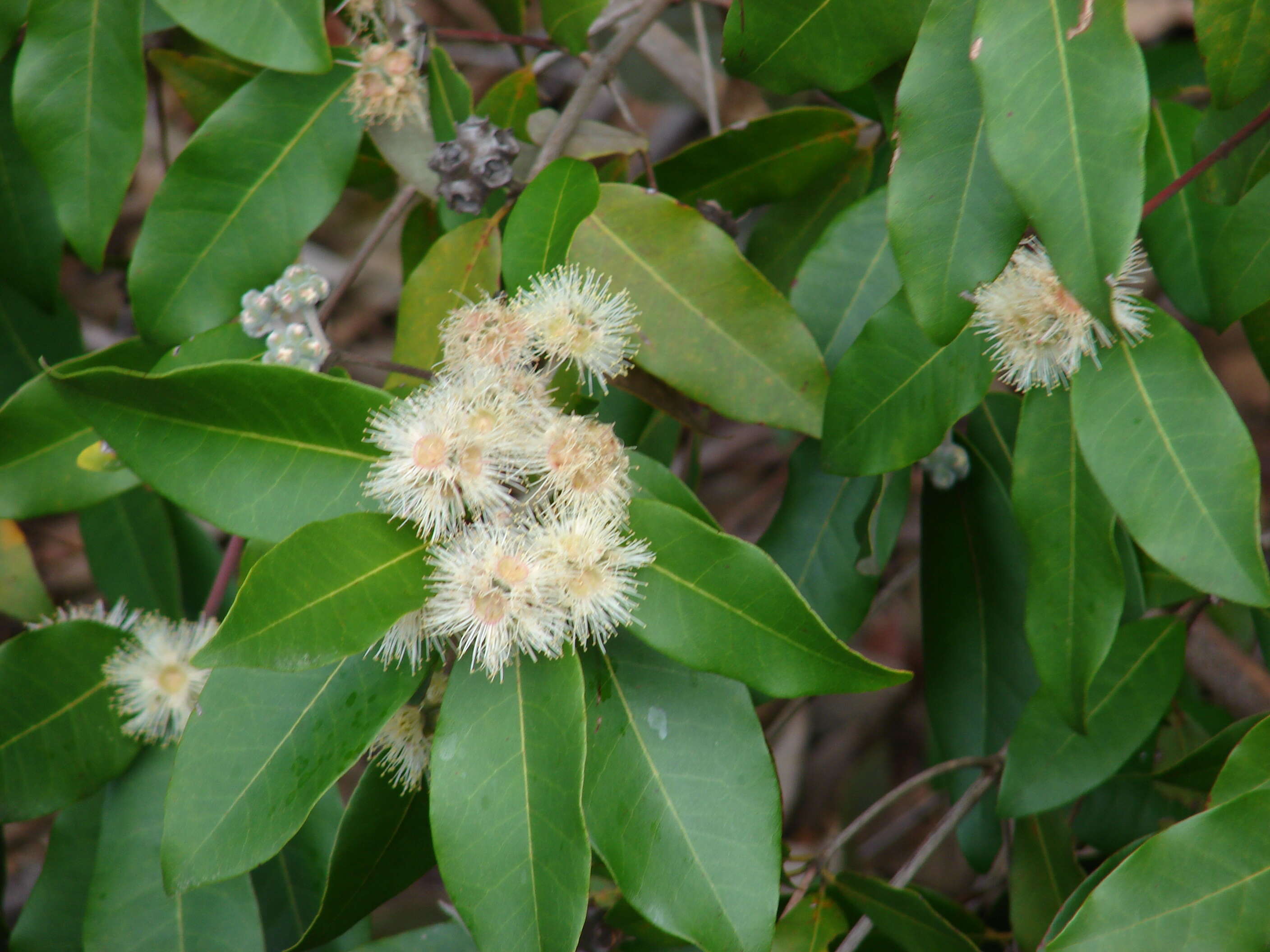 Image of Syncarpia glomulifera