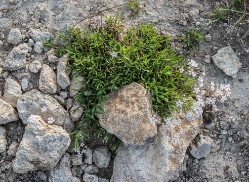 Image de Gypsophile rampante