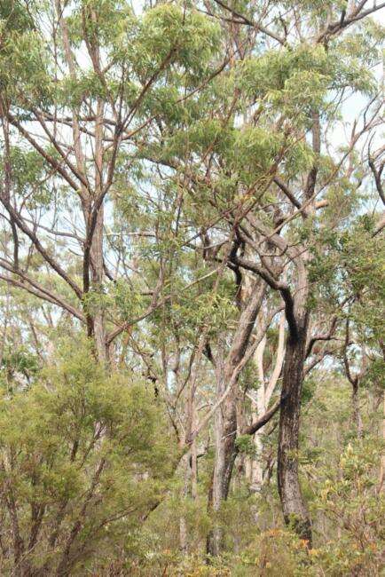 Image of Eucalyptus psammitica L. A. S. Johnson & K. D. Hill