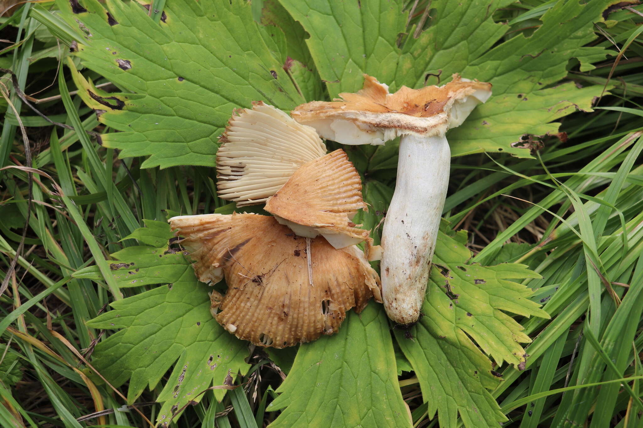 Image of Stinking Russula