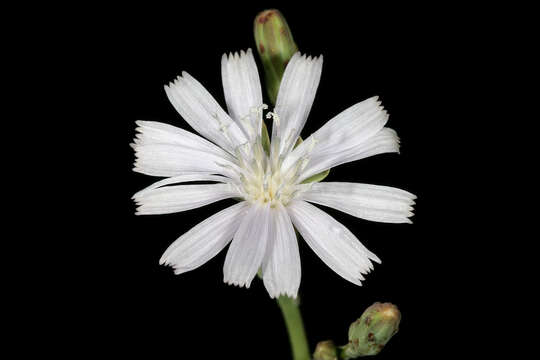 Image of Lactuca inermis Forsk.