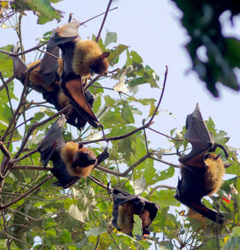 Image of Indian Flying Fox