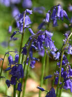 Image of Common Bluebell