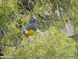 Image of White-winged Grosbeak