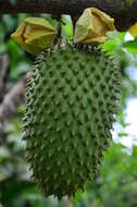 Image of soursop