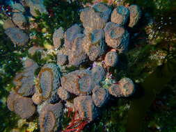 Image of sponges