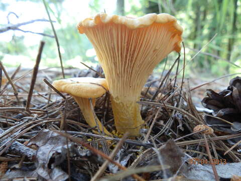 Image of Cantharellus enelensis Voitk, Thorn, Lebeuf & J. I. Kim 2017