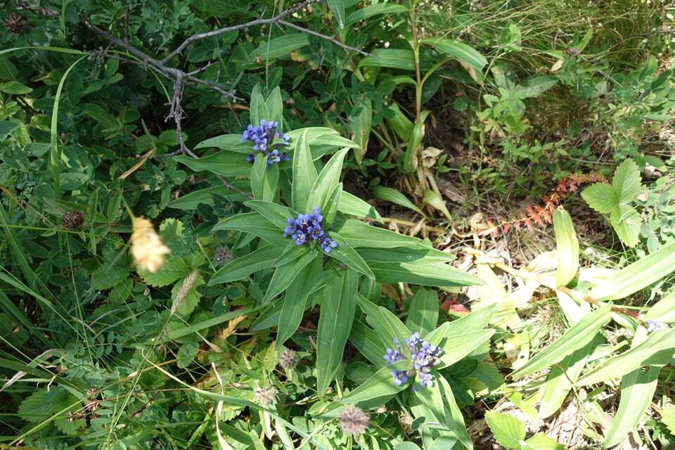 Image of Cross gentian