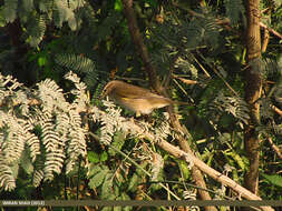 Image of Siberian Chiffchaff