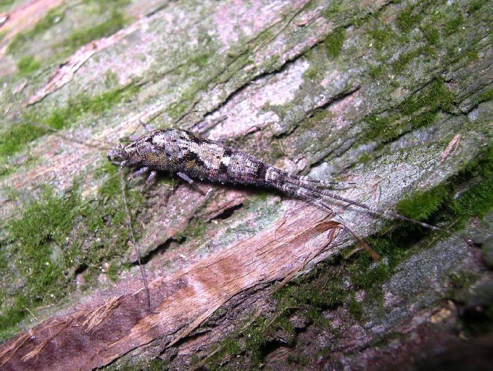 Image of machilid bristletails