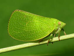 Image of Green Coneheaded Planthopper