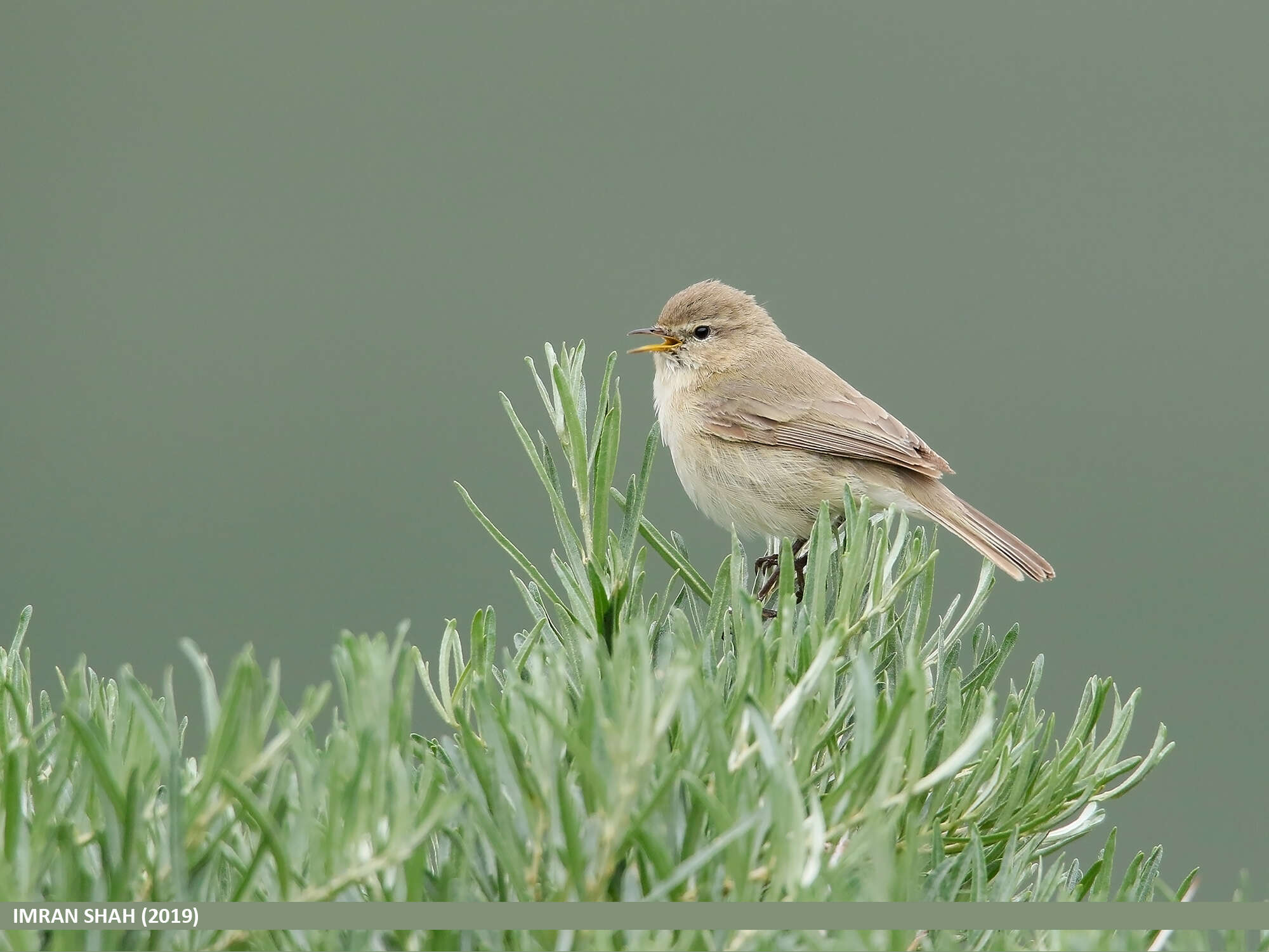 Image of Siberian Chiffchaff