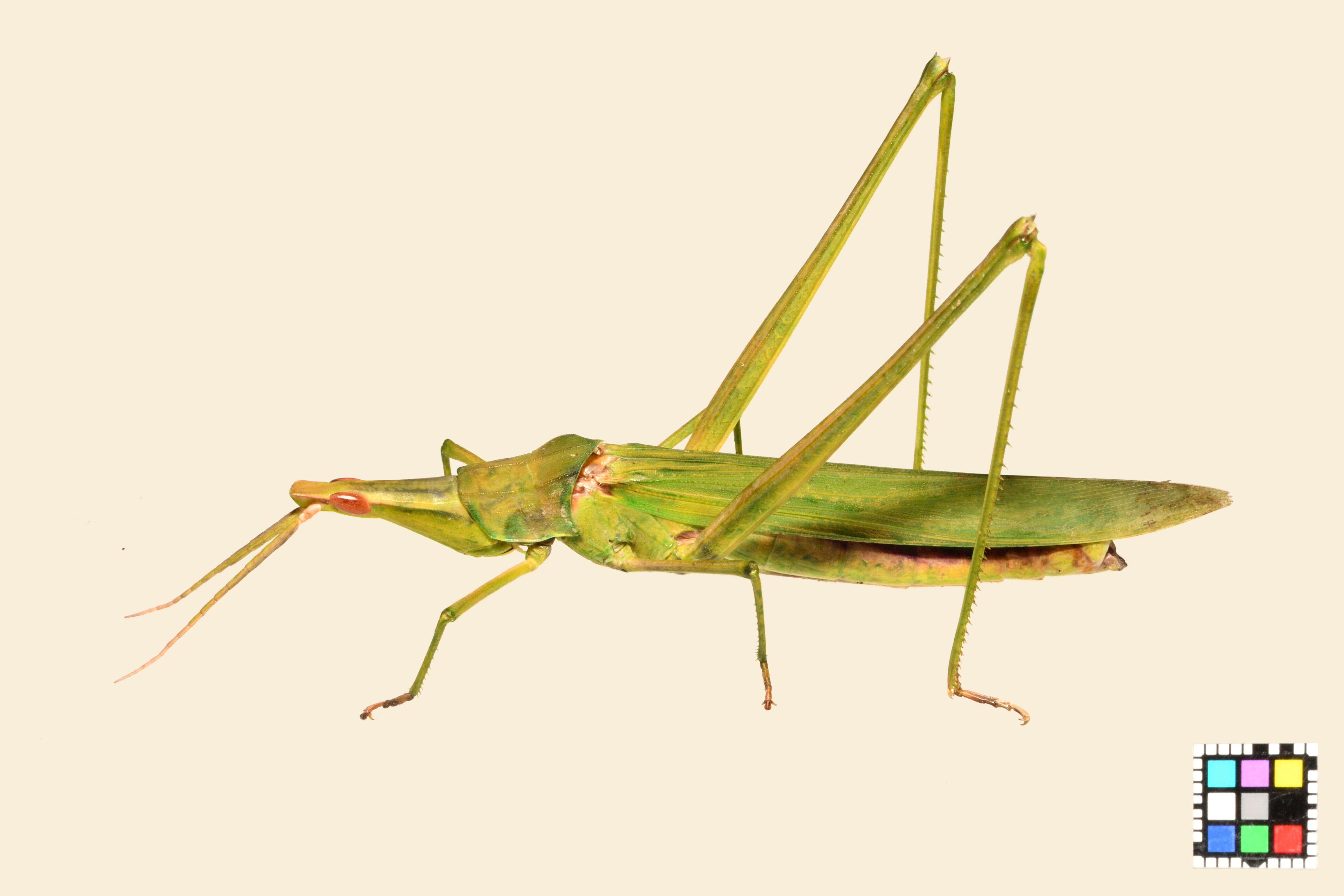 Image of Chinese Grasshopper