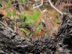 Слика од Cladonia cristatella Tuck.