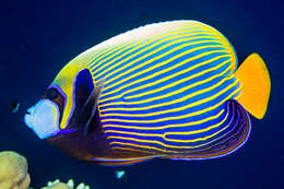 Image of Angelfish