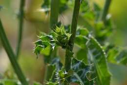 Image of Milk thistle