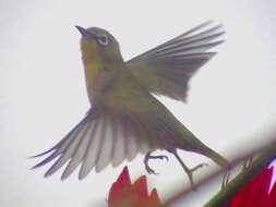 Image of Japanese White-eye