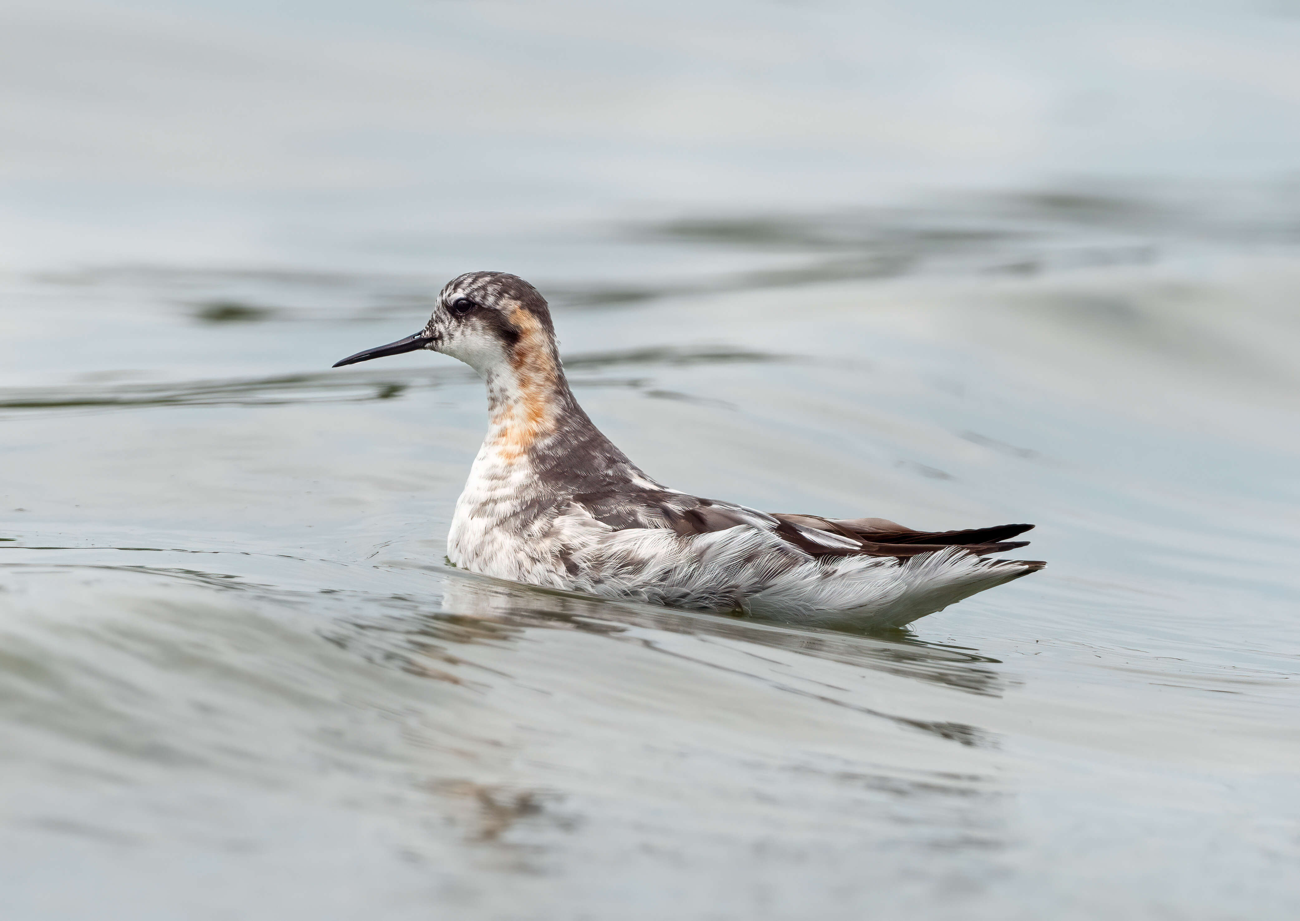 Imagem de Phalaropus lobatus (Linnaeus 1758)