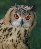 Image of Indian Eagle-Owl