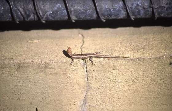 Image of Swanson’s snake-eyed skink