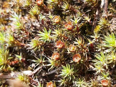 Image of Polytrichum moss