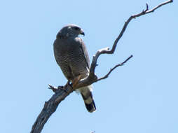 Image of Gray Hawk