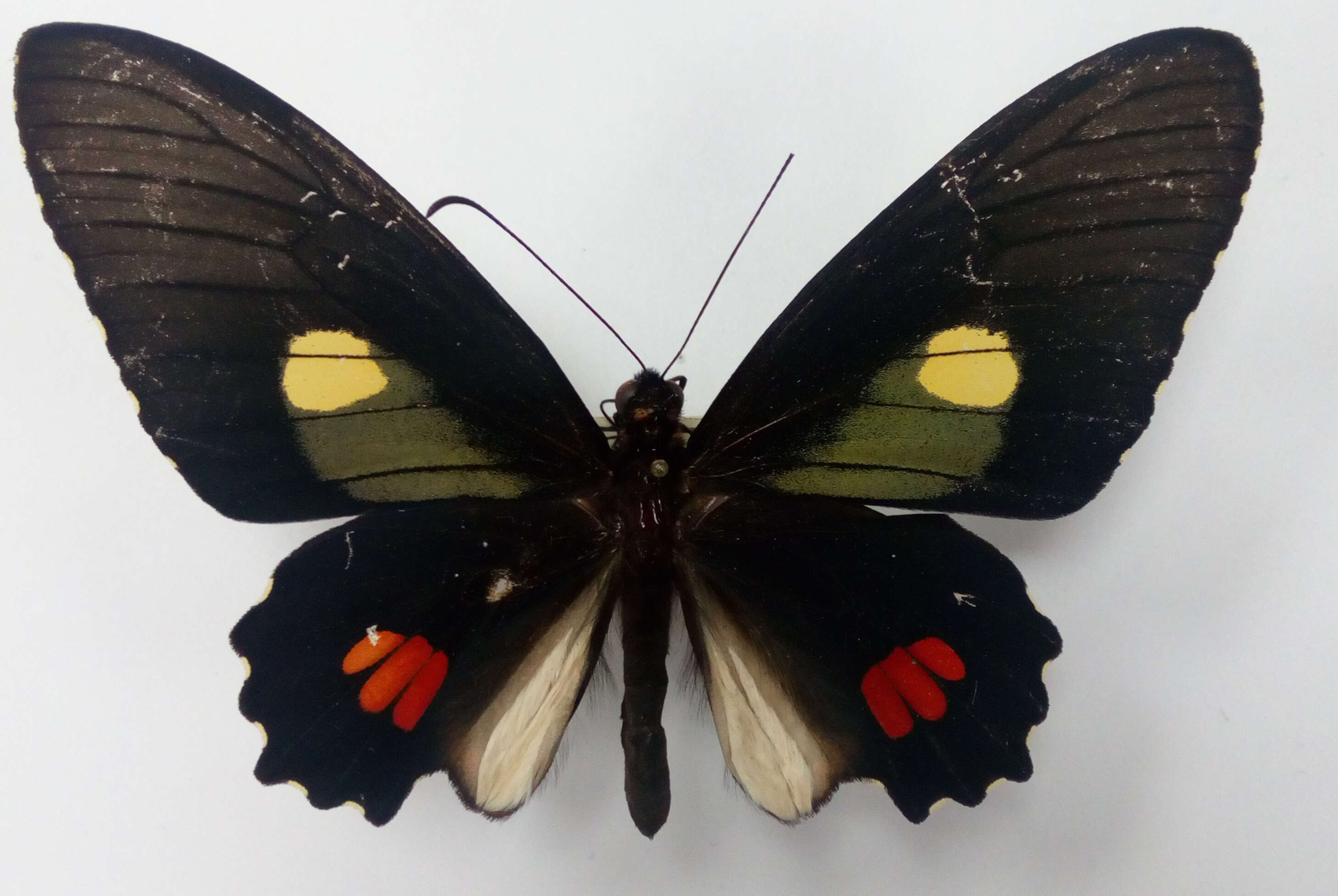 Image de Parides erithalion (Boisduval 1836)