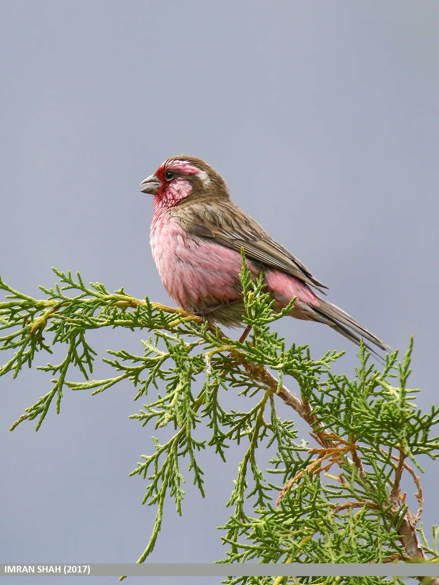 Image of Himalayan White-browed Rosefinch