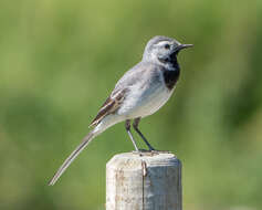 Image of Pied Wagtail and White Wagtail