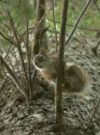 Image of pine squirrel