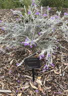 Image of Eremophila nivea R. J. Chinnock