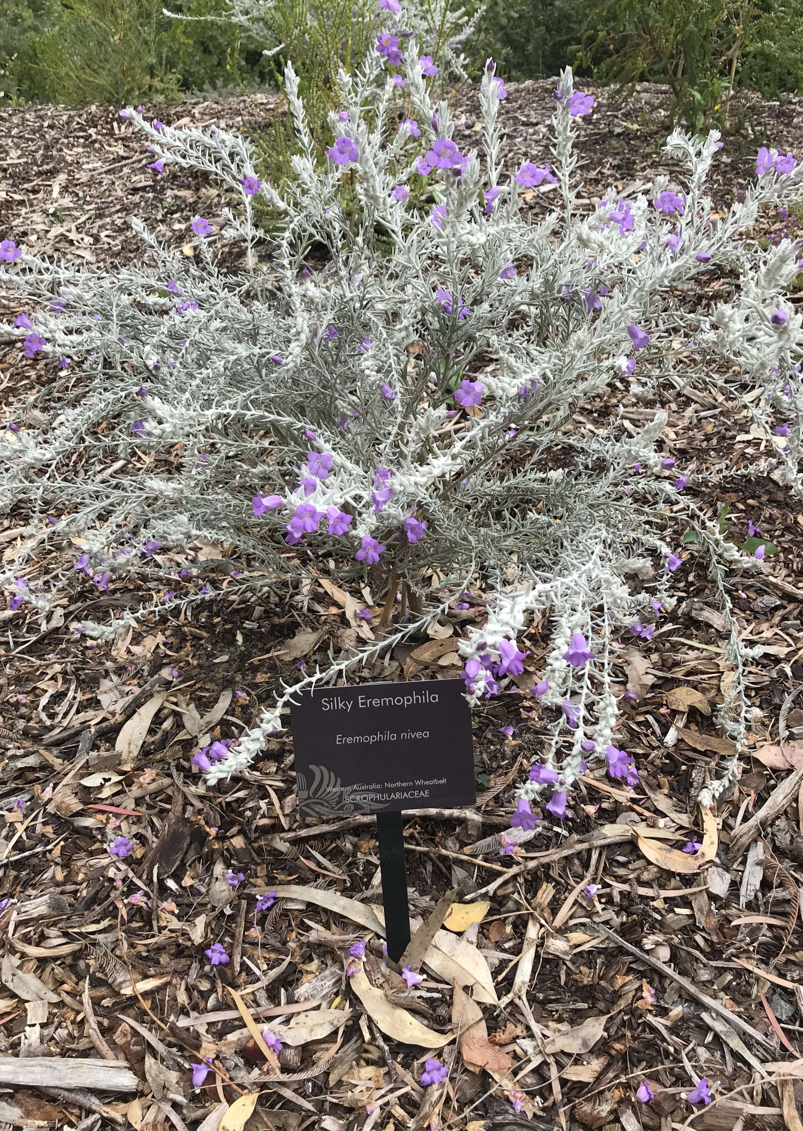 Imagem de Eremophila nivea R. J. Chinnock