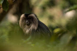 Image of Lion-tailed Macaque