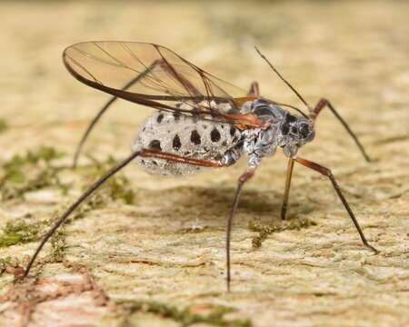 Image of Giant Bark Aphid