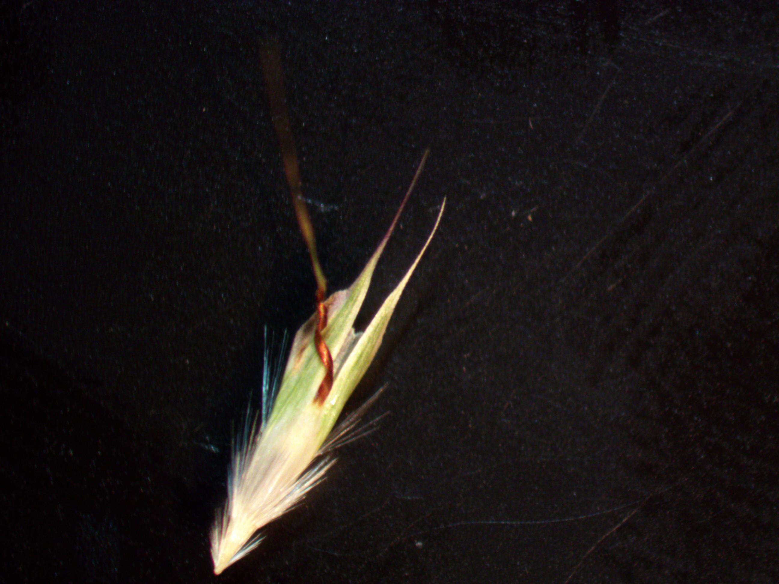 Plancia ëd Rytidosperma racemosum (R. Br.) Connor & Edgar