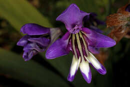 Image of Sparaxis metelerkampiae (L. Bolus) Goldblatt & J. C. Manning