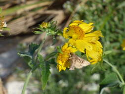 Image of green looper