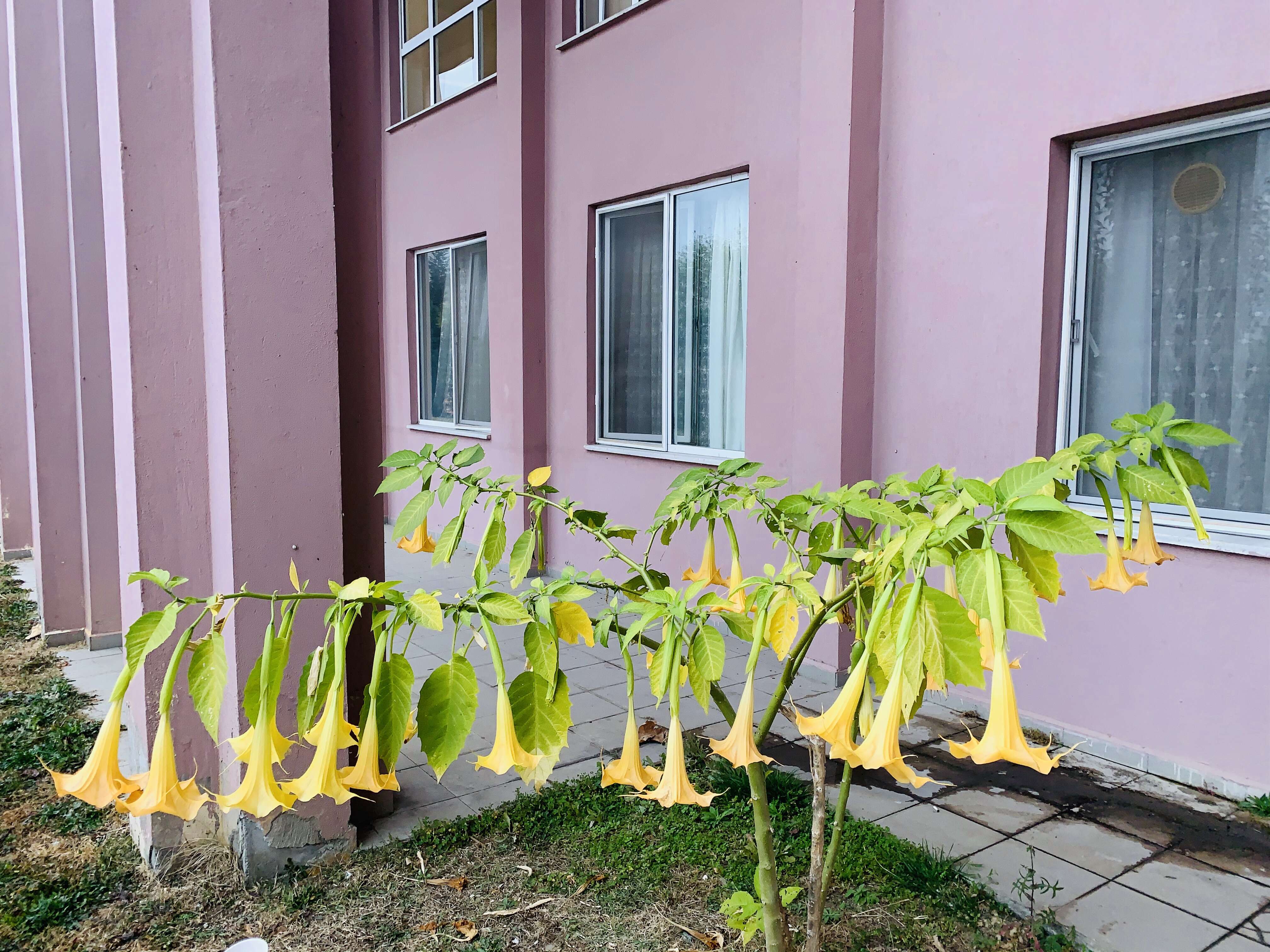 Image of Brugmansia aurea Lagerh.