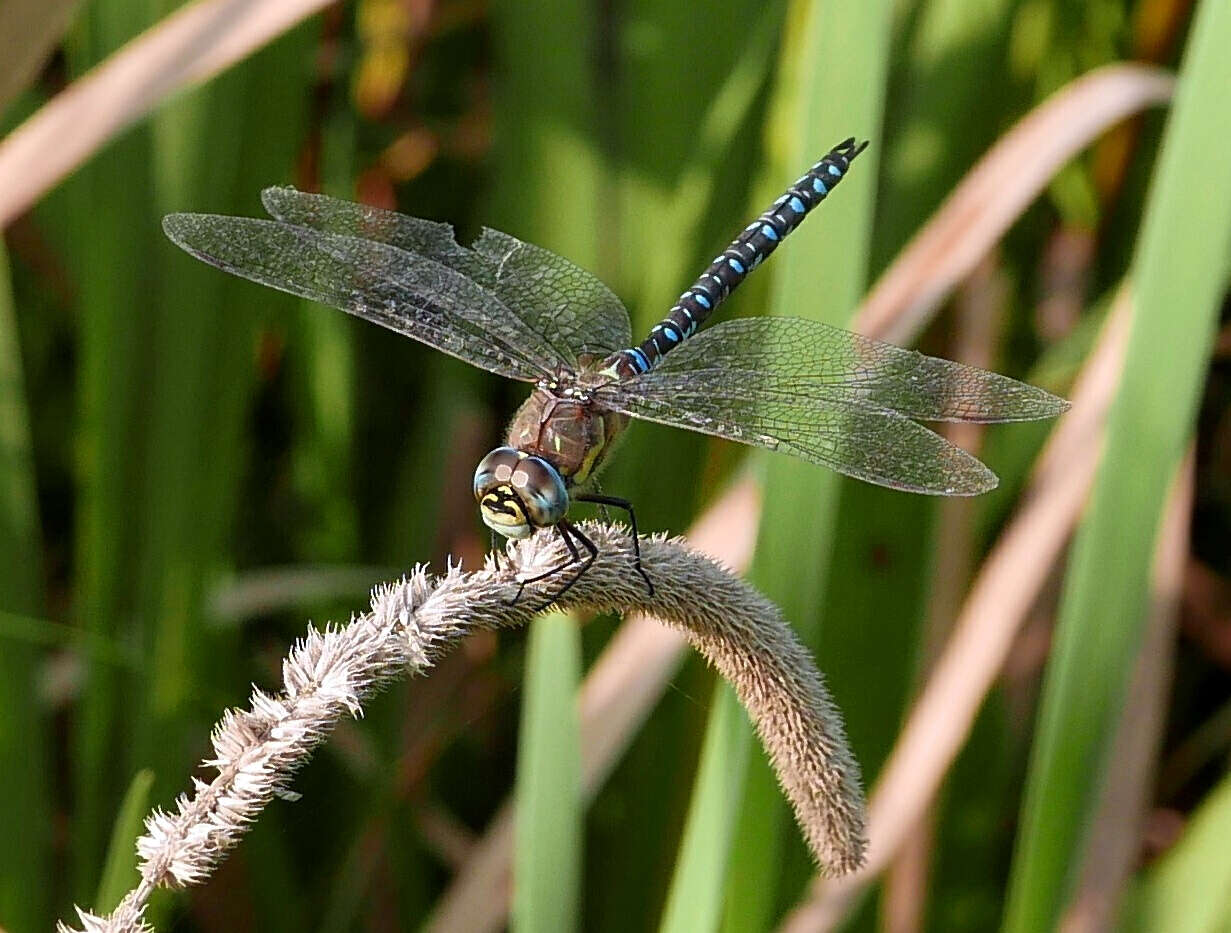 Image of Migrant Hawker