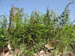 Image of Mulga fern