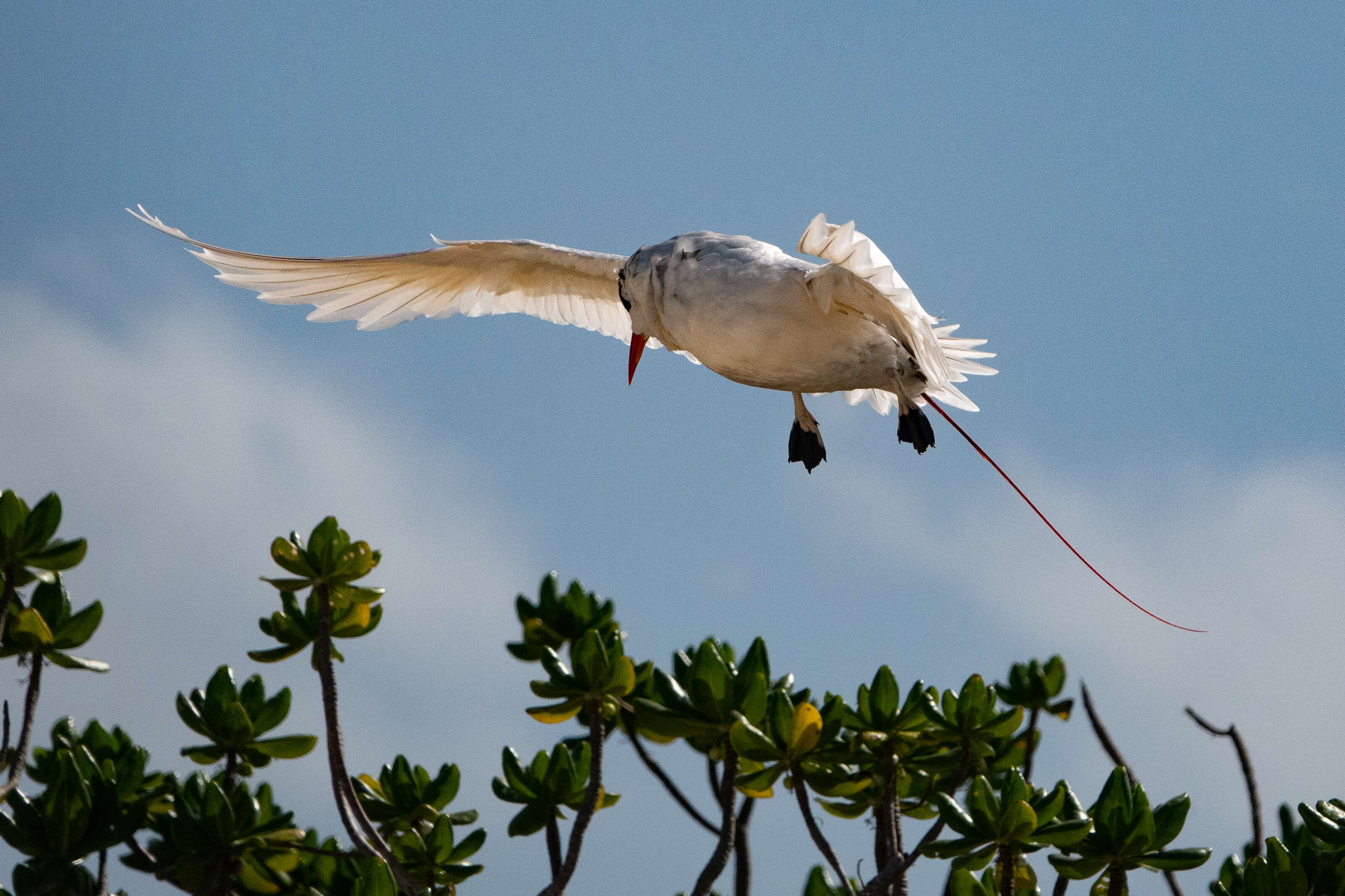 Image of Red-tailed Tropicbird