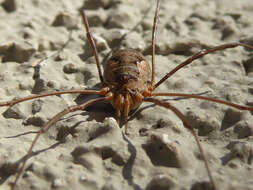 Image of Daddy longleg